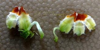  Five stamens with 2 anteior stamens with spurs